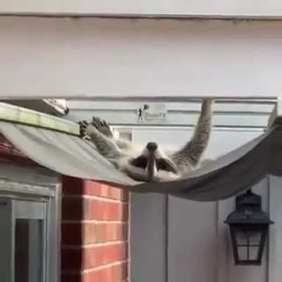 Worlds laziest raccoon finds makeshift hammock, refuses to get out of bed.