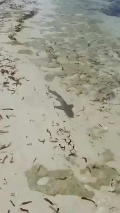 Just a shark