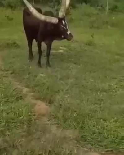 A three horned cow