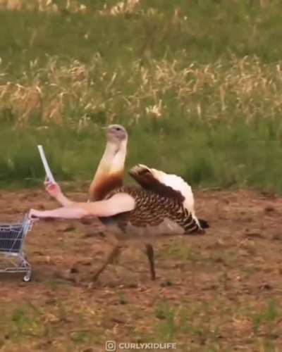 ¿Corvidos?