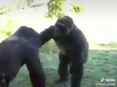 Mono vs mono