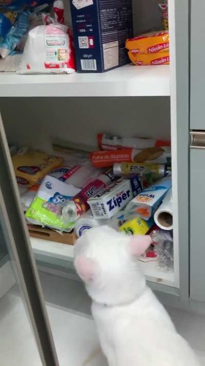 He will be stored in the pantry for later consumption