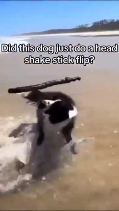 The Agile Canine Commander, trained agility master himself