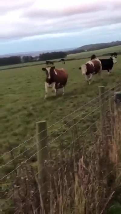 Grass puppies
