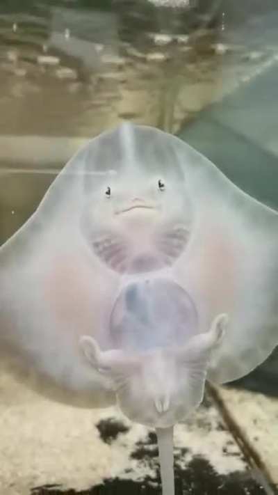 Forbidden ravioli