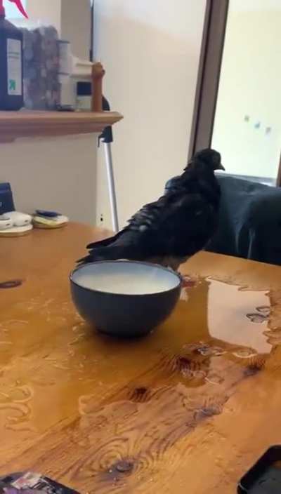 poor pigeon