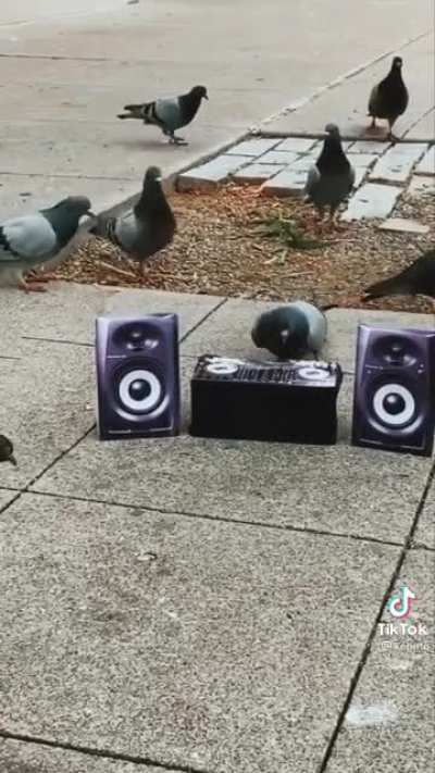 Drop the bass