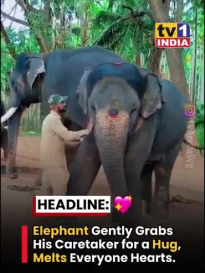an elephant was seen gently grabbing his caretaker for a warm hug