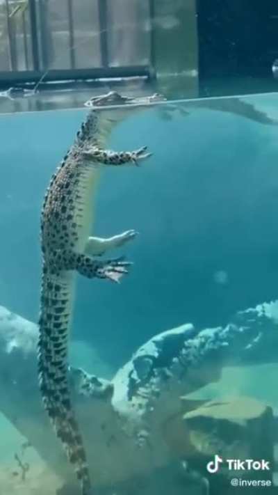 I see how crocodiles look underwater and now I can't stop laughing 🐊