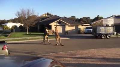Wild Kangaroos Street Fight in the Middle of an Australian Neighborhood