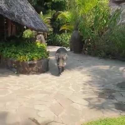 Teasing a wild boar