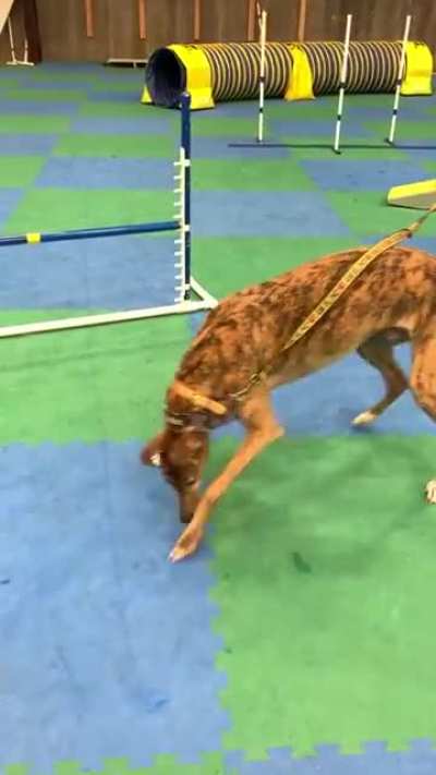 My sister’s blind dog loves fetch