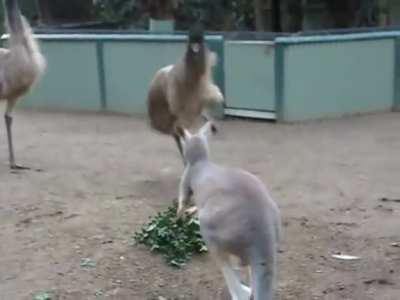 Meanwhile in Australia