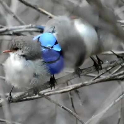 Preen team!