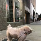 Pupper cooling off