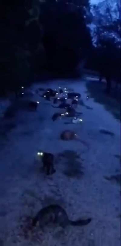 Cursed_watchers
