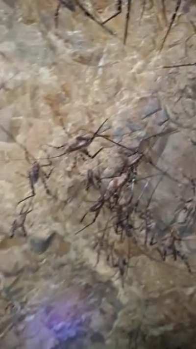 A New Zealand weta cave