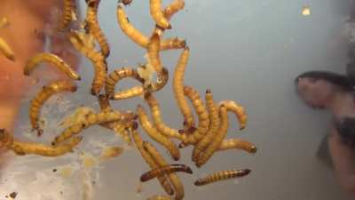 Underglass mealworms Toejac