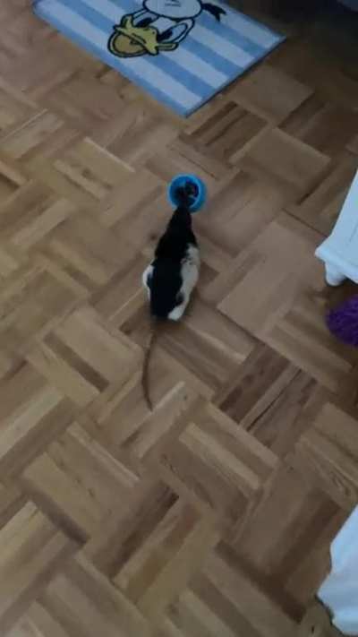 Do not watch me eat please !