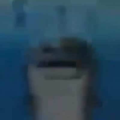 shark