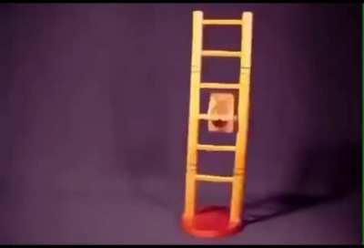 This cat knows how to get down a ladder safely 2020 not clickbait