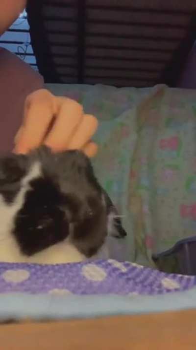 The things I do for my rabbit. I often stay up until 5am playing with him and petting him XD