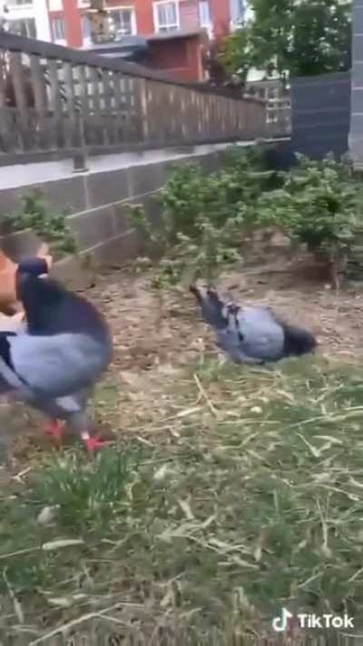 Lhes apresento a galinha matriarca (sim isso é um pombo fingindo ser uma galinha)
