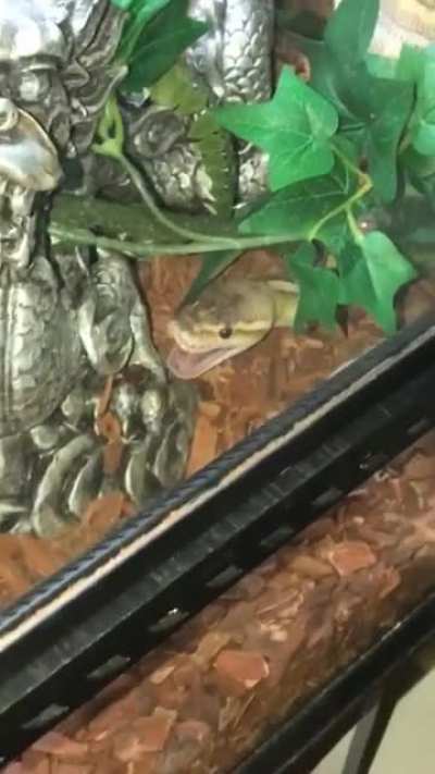 they warned me about snake farts, but I didn't believe them.