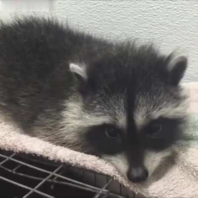 Sleepy Trashpanda