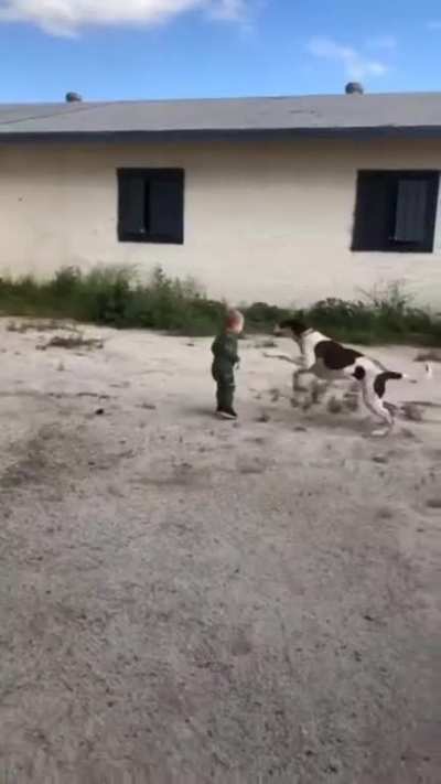Do not the dog