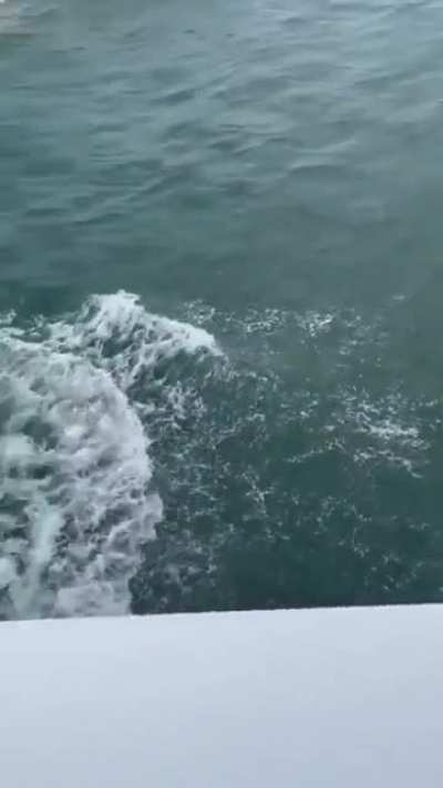 10/10 Dive