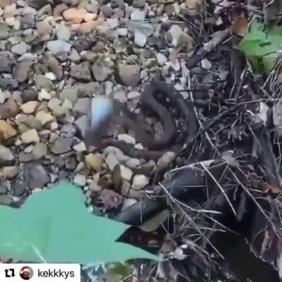 Perfectly cut Bonk