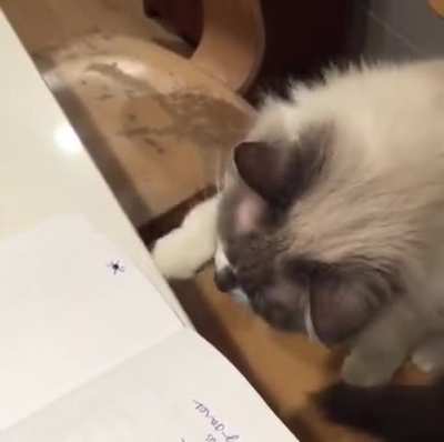 Spider taps
