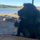 Baboon doing the egg challenge.