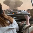 Chased by Elephant