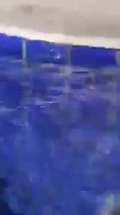 a dOg dRowNinG
