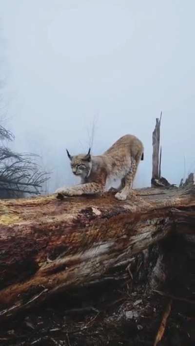 🔥 Lynx - The 