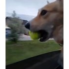 Doggo has 0 balls now
