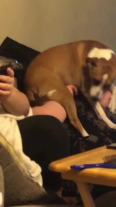 My sister’s dog sat on her face