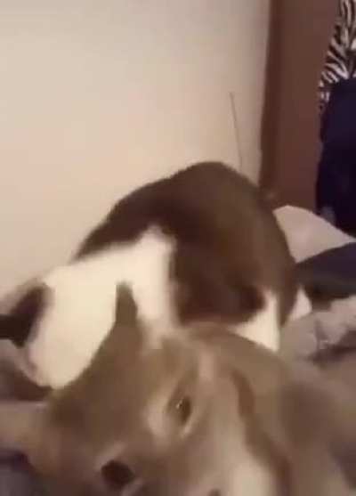 He chomp butt