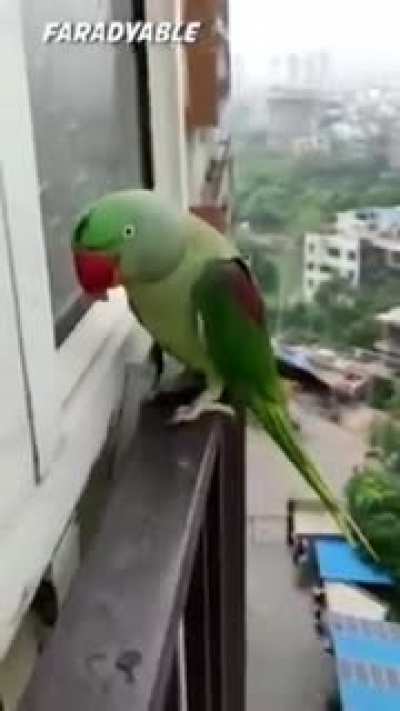 Mana Amir?