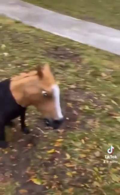 Dog is devastated