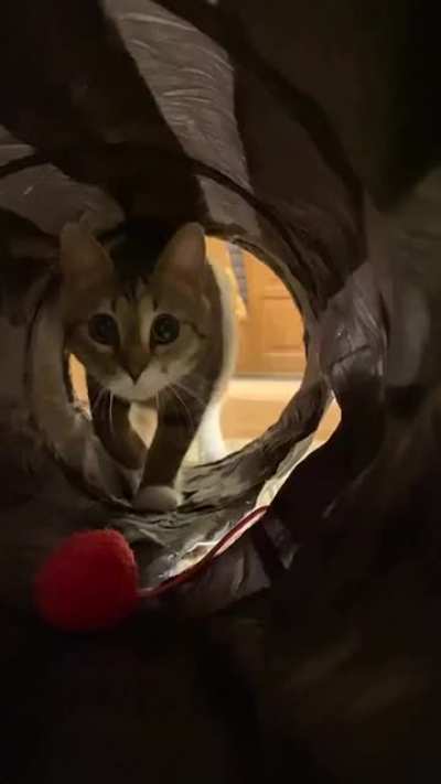 Pow Pow Meow