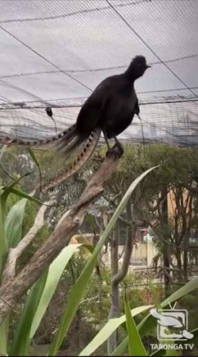 This bird has started to mimic the zoo noises it listens to