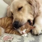 Weird pillow