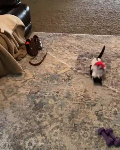 Feline r o l l