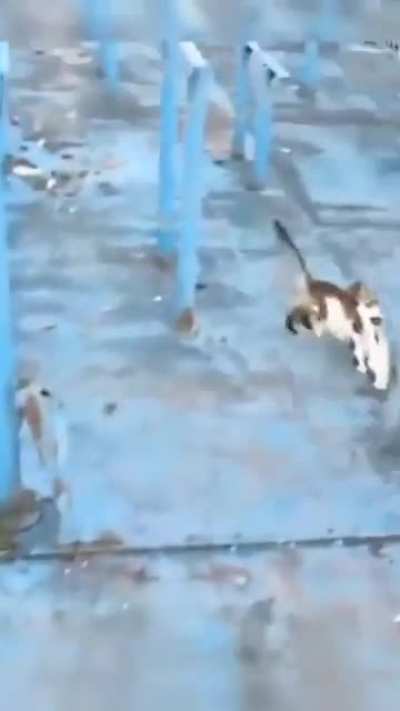 Free fish