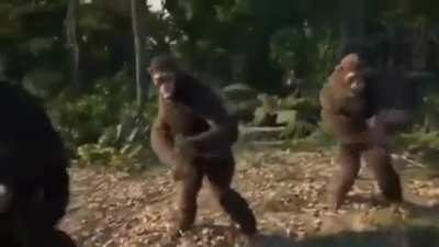 Monkeys