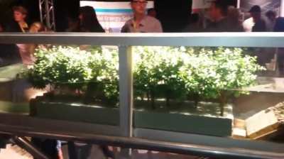 Scale model showing how mangrove forests protect the coast from wave erosion.