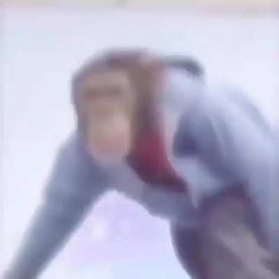 Monkey skate vibing edition